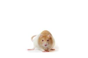 The rat is a symbol of the new year 2020. Looks at the camera. White background, free space. photo