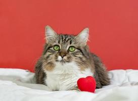 Cute fluffy cat is sitting and looking into the frame. Valentine's Day concept, greeting card. Space for copying photo