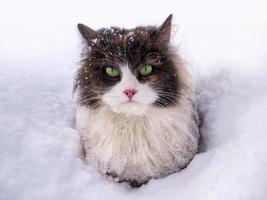 A beautiful fluffy cat with green eyes sits in the snow in cold weather photo