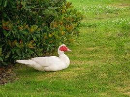 pato almizclero blanco sentado en un prado. un pato muscovy doméstico con corales rojos y rosados en un día de primavera de la granja foto