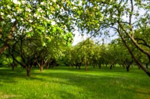 imagen desenfocada de árboles en el parque, pancarta de primavera con lugar para texto. foto