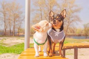 Two mini chihuahua dogs, a puppy and an adult on the background of nature. Black and white dog. photo