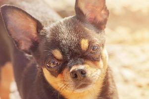 el perro chihuahua se centra en los ojos. retrato de mini perro. foto