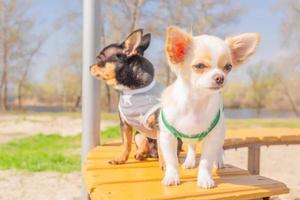 dos mini perros chihuahua, un cachorro y un adulto en el fondo de la naturaleza. perro blanco y negro. foto