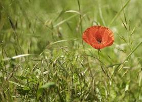 Red poppy flower stands out in the grass photo