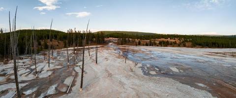 Yellowstone National Park dead trees inside geysers. photo