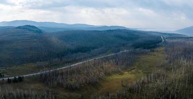 Yellowstone National Park dead trees inside geysers. photo