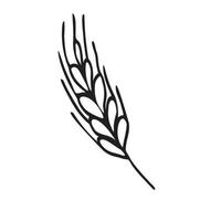 Spikelet  of wheat in doodle style. Simple black and white sketch of wheat, barley or rye stalk for bakery products, flour, package.Vector illustration vector