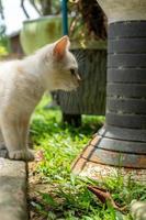 lindo gatito blanco mirando. pequeño gato blanco jugando en el jardín. foto