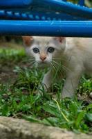 lindo gatito blanco mirando. pequeño gato blanco jugando en el jardín. foto