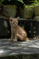 gatito jugando en el jardín. pequeño gato naranja jugando al aire libre por la mañana. foto