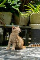 kitten playing at the garden. orange little cat playing outdoors at the morning. photo