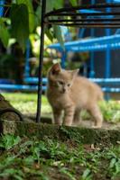 gatito jugando en el jardín. pequeño gato naranja jugando al aire libre por la mañana. foto