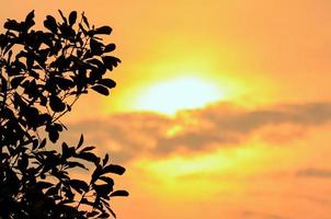 Silhouette tree at sunset photo