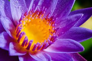 Beautiful purple Lotus flower photo