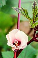 Jamaica Sorrel flower photo