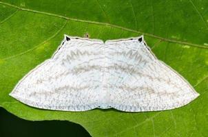 Micronia Aculeata white moth photo