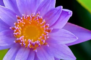 Close up top of Purple Lotus Nymphaea Nouchali photo