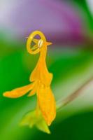 flor de globba winitii o bailarina malva foto