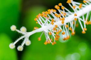 carpelo de las flores de hibisco blanco foto