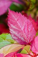 Pink leaf of the Hibiscus photo