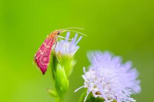 Small pink moth on flower of grass photo