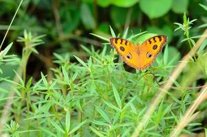 Peacock pansy butterfly photo