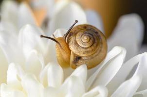 Snail on white flower photo