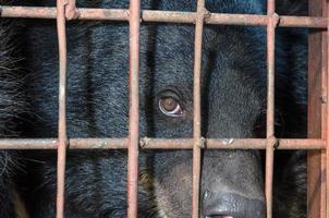 Asiatic black bear are in cage photo