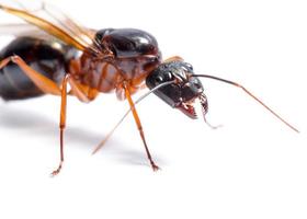 Black Carpenter Ant, Camponotus pennsylvanicus photo