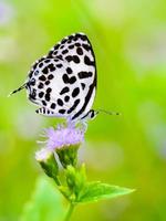 Close up small white butterfly Common Pierrot photo