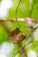 Black Kaiser butterfly Penthema binghami photo