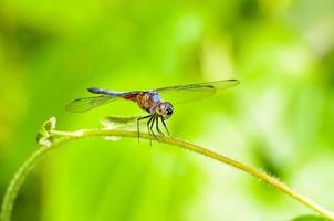 Front view of a dragonfly photo