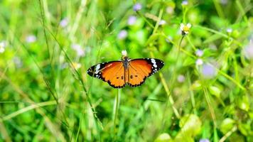 llanura tigre mariposa danaus chrysippus foto