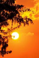 Silhouette of the tree and the sun in a light orange yellow at sunset