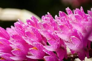 flor rosada de la orquídea del cepillo de dientes foto