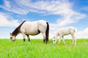 White horse mare and foal on sky background photo