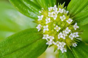 pequeñas flores blancas de spermacoce ocymoides foto