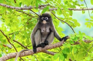 mono de hoja oscura o trachypithecus obscurus en el árbol foto