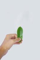 picture of asian man's hand holding a soursop leaf isolated on a white background. herb, herbal, herbal medicine, anti cancer. photo