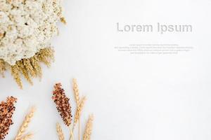 textura de fondo blanco. hermoso fondo blanco. decoración de trigo sobre fondo blanco foto