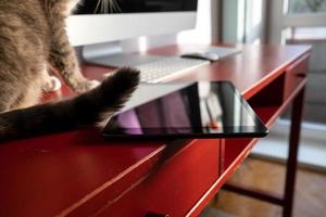 Cat is sitting on the work table next to the tablet, which lies dangerously on the edge and may fall. Careless attitude to the gadget. photo