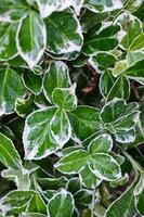 hermosas hojas de color verde blanco mojadas después de la lluvia. de cerca. foto