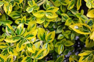 arbusto con hojas verde-amarillas en gotas de lluvia, al aire libre. antecedentes. foto