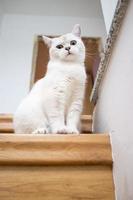 Charming, funny cat sits on the top step of the stairs and looks into the camera with interest, indoors. photo