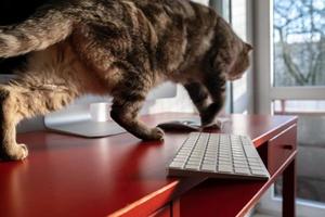 Mischievous cat runs across the desktop and may drop the keyboard, which lies dangerously on the edge of the desk. Careless attitude to the gadget. photo