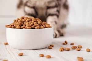 Dry pet food is in a white porcelain bowl and scattered across the floor with a cat sitting in the background. photo