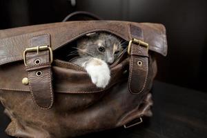 Cute little cat climbed into a leather briefcase and playfully peeks out of it, sticking out its paw, against a blurred background. photo