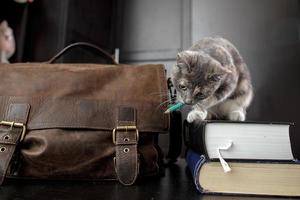 un gato divertido roe con entusiasmo un lápiz mientras se sienta en los libros, junto a él hay un viejo maletín. concepto de educación foto