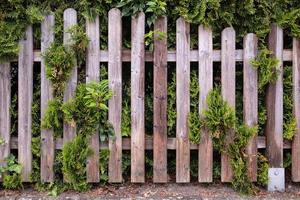 Wooden fence overgrown with green ivy and juniper. Cozy courtyard in a provincial town. Close-up. photo